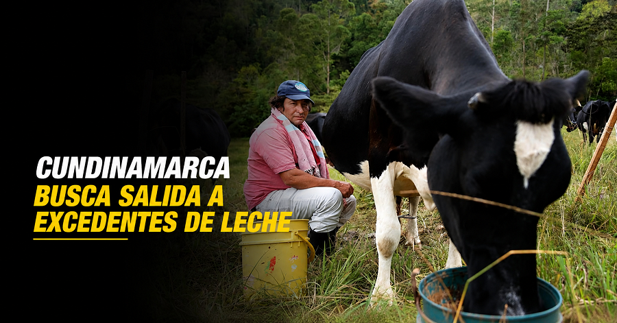 🥛 |Cundinamarca| busca darle salida a los excedentes de leche, ¿cómo funcionará Agromaquila?