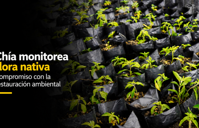 ? |Chía| implementa monitoreo de |flora nativa|, ¿cómo fortalecerá la restauración ambiental?