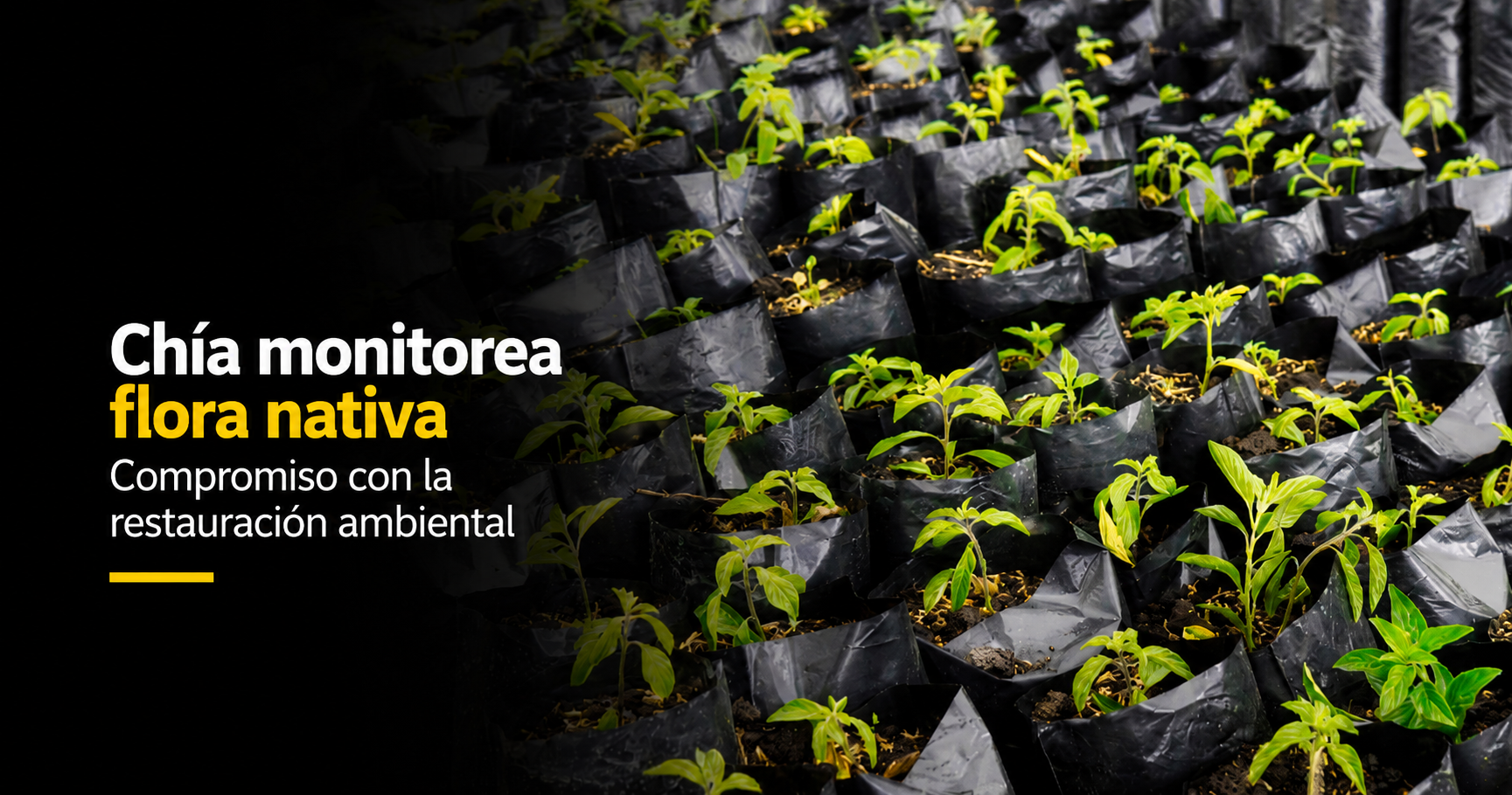 🌱 |Chía| implementa monitoreo de |flora nativa|, ¿cómo fortalecerá la restauración ambiental?