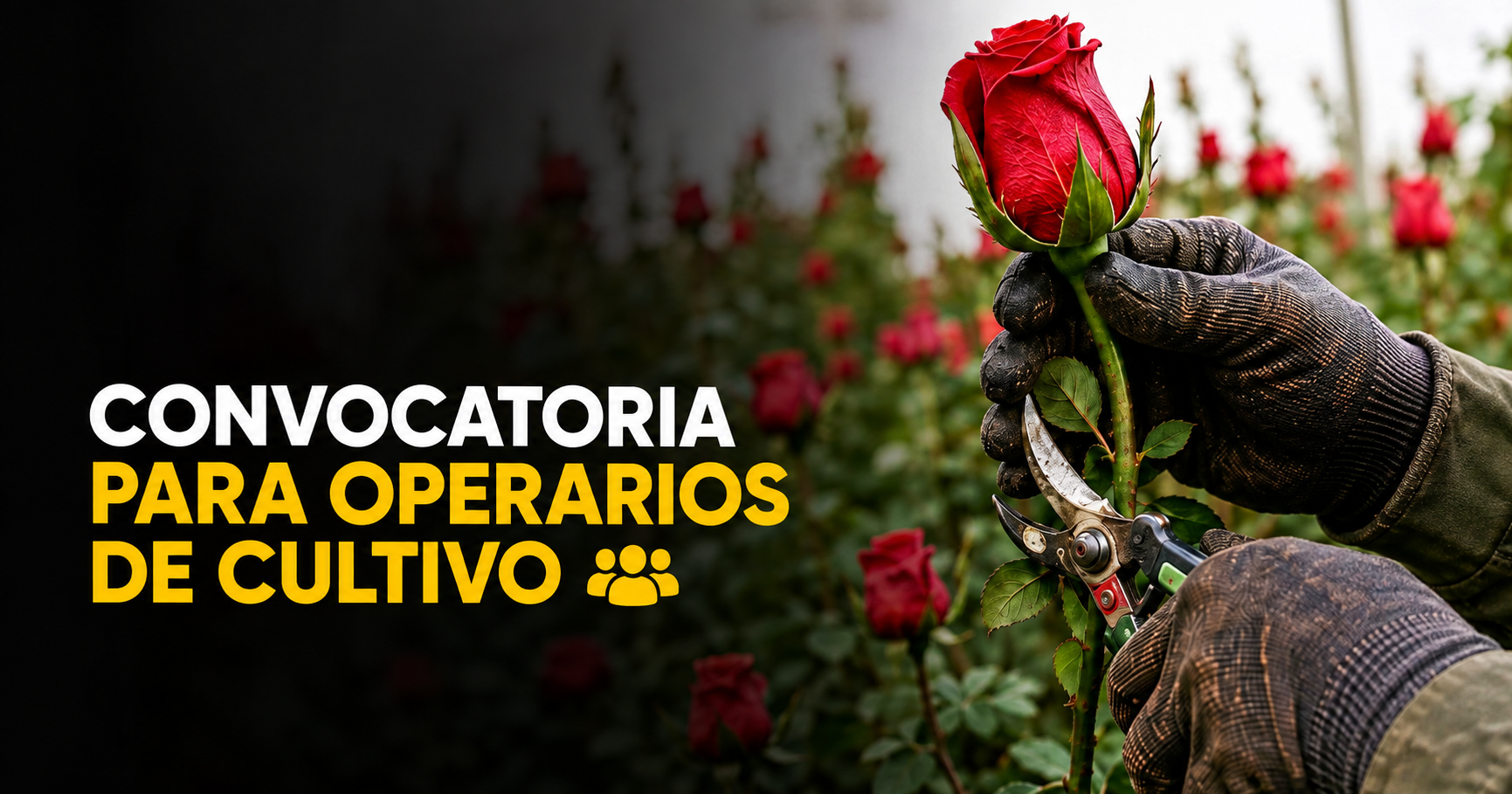 💼 Abren |convocatoria laboral| para |operarios de cultivo|, ¿cómo postularse?