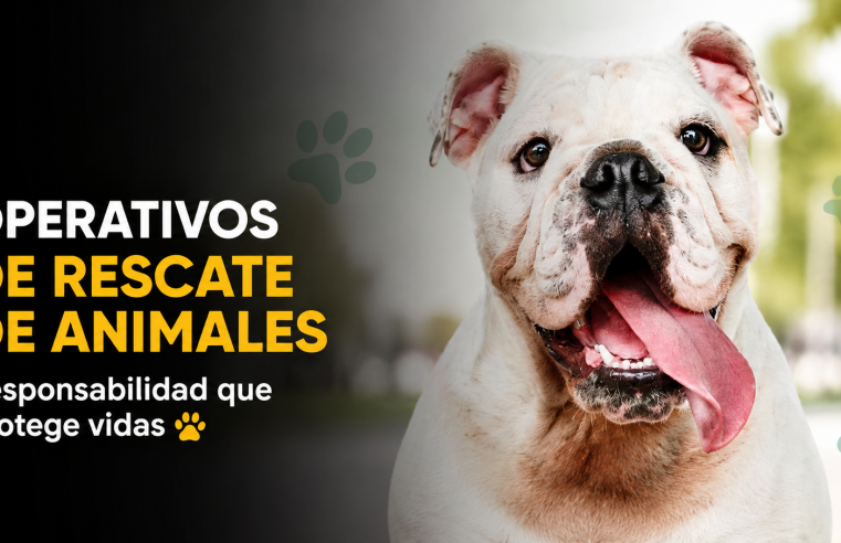 ? Autoridades anuncian operativos de |rescate de animales| en calle, ¿qué deben hacer los propietarios?