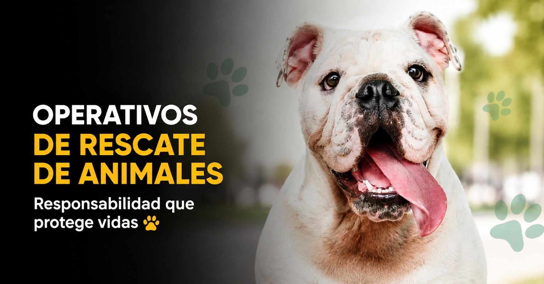 🐾 Autoridades anuncian operativos de |rescate de animales| en calle, ¿qué deben hacer los propietarios?