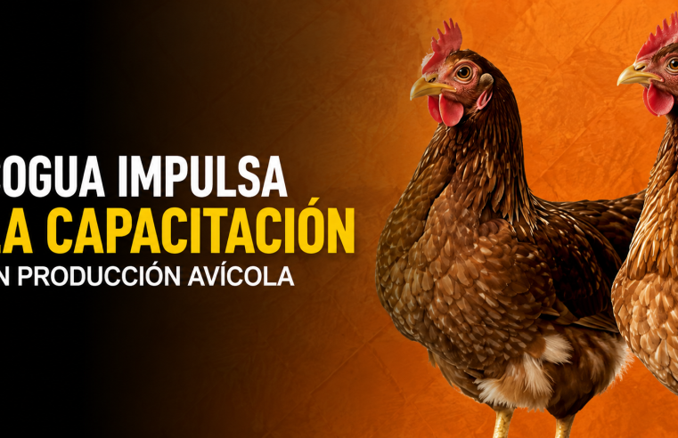 ? |Cogua| impulsa la capacitación en producción avícola: ¿Le gustaría aprender sobre el manejo y bienestar de las aves?