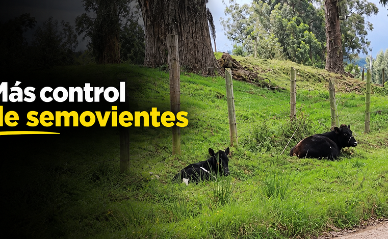 🚔 |Cogua| refuerza el control de semovientes, ¿qué busca prevenir? + Video