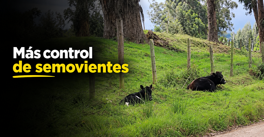 🚔 |Cogua| refuerza el control de semovientes, ¿qué busca prevenir? + Video