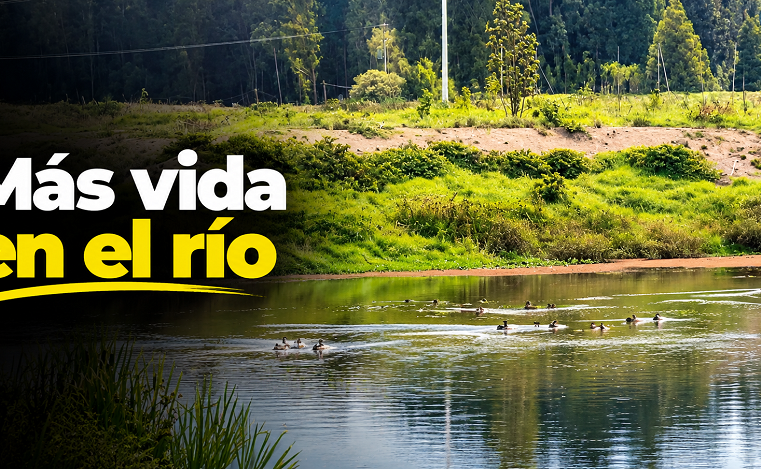 🦆 El |río Bogotá| recupera su |vida silvestre|, ¿qué especies regresaron? + Video