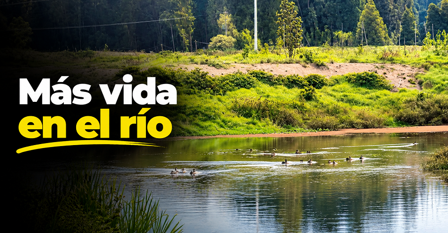 🦆 El |río Bogotá| recupera su |vida silvestre|, ¿qué especies regresaron? + Video