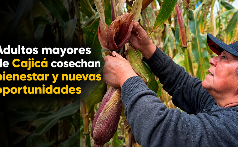 🌽🌱 |Adultos mayores| de |Cajicá| cosechan bienestar y nuevas oportunidades + Video