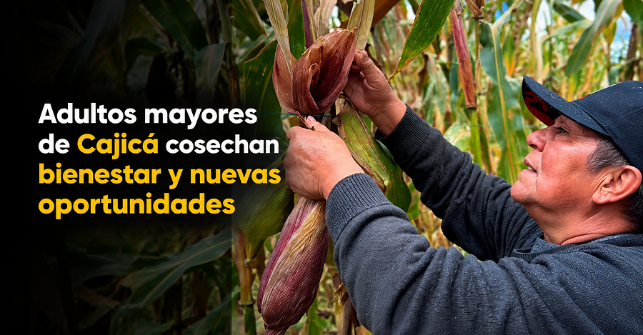 🌽🌱 |Adultos mayores| de |Cajicá| cosechan bienestar y nuevas oportunidades + Video