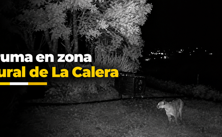🐆🚨 |Puma| recorre zona rural de La Calera, ¿qué recomienda la |CAR| a la comunidad?
