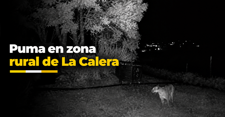 🐆🚨 |Puma| recorre zona rural de La Calera, ¿qué recomienda la |CAR| a la comunidad?