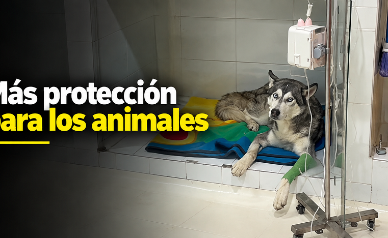 🐾 |Zipaquirá| refuerza la atención a animales maltratados: ¿cómo denunciar estos casos?