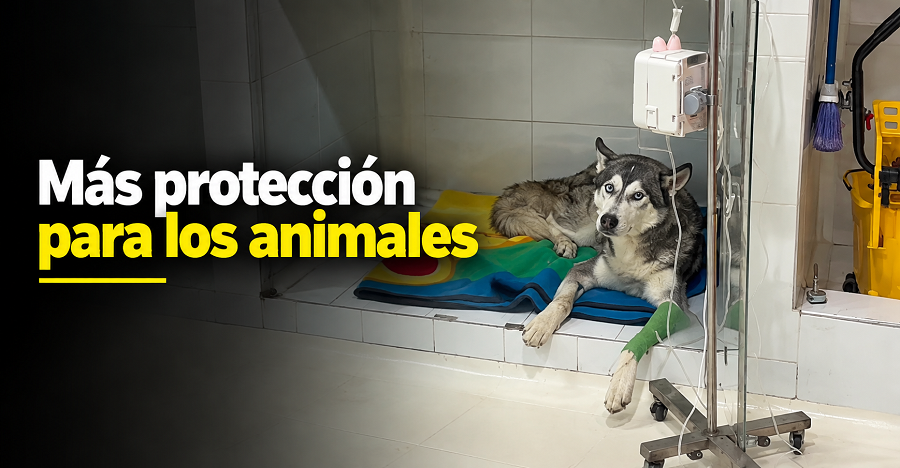 🐾 |Zipaquirá| refuerza la atención a animales maltratados: ¿cómo denunciar estos casos?