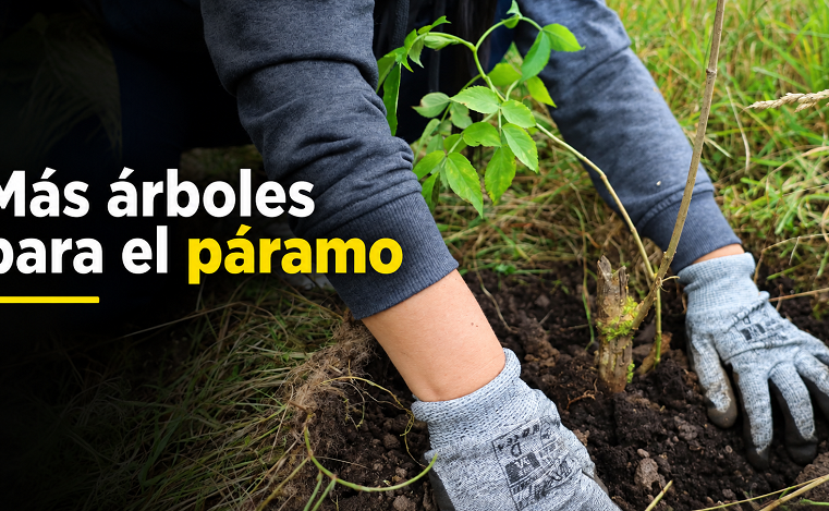 🌱 |Cogua| impulsa la siembra de árboles en |Páramo Alto| 💧: ¿qué entidades participaron?
