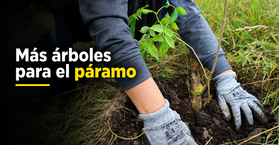 🌱 |Cogua| impulsa la siembra de árboles en |Páramo Alto| 💧: ¿qué entidades participaron?