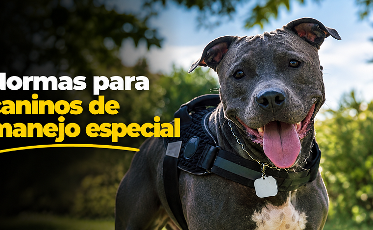 🐕 |Cajicá| recuerda las normas para |caninos de manejo especial| 📋: ¿qué establece la ley?
