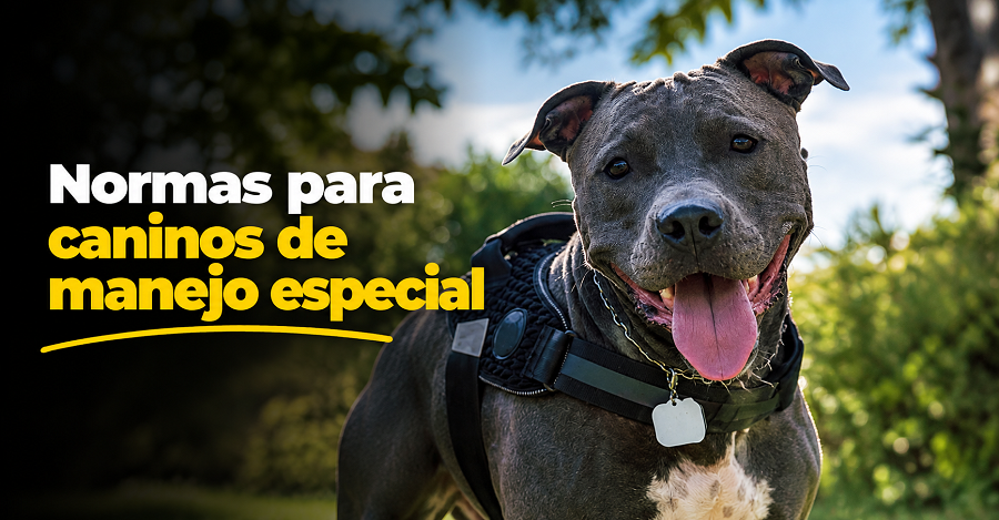 🐕 |Cajicá| recuerda las normas para |caninos de manejo especial| 📋: ¿qué establece la ley?