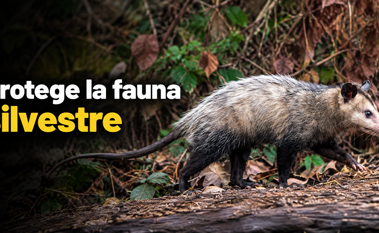 🌡️ |Tocancipá| pide proteger la |fauna silvestre| 🐾 ¿Qué hacer si encuentras un animal afectado?