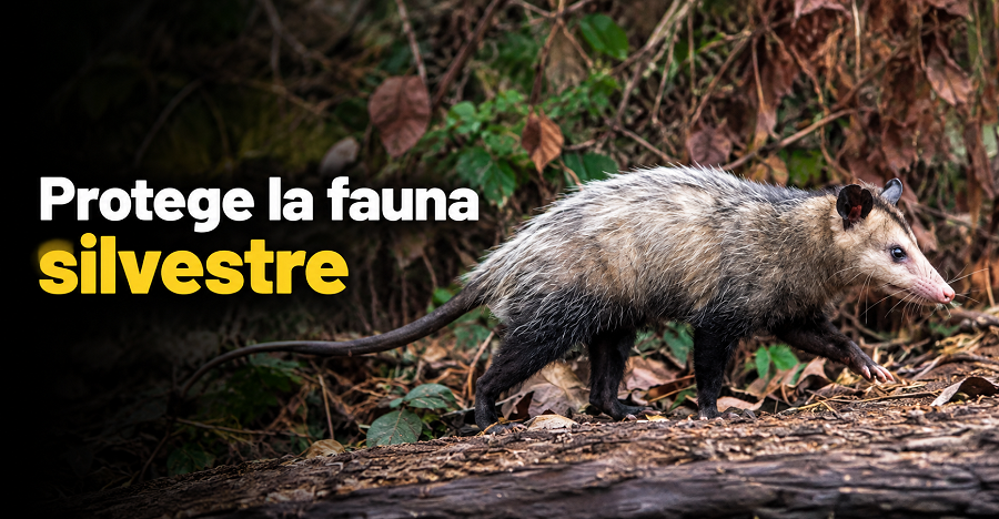 🌡️ |Tocancipá| pide proteger la |fauna silvestre| 🐾 ¿Qué hacer si encuentras un animal afectado?