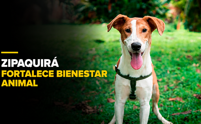 🐾 |Zipaquirá| da un paso por el |bienestar animal|, ¿qué aprobó el municipio? + Video