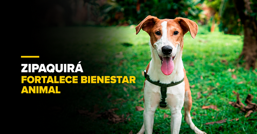 🐾 |Zipaquirá| da un paso por el |bienestar animal|, ¿qué aprobó el municipio? + Video