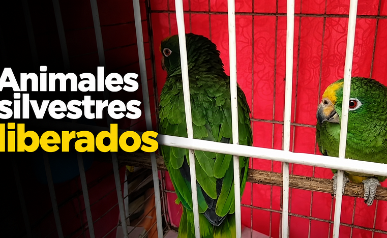 🌿 26 animales silvestres volvieron a la libertad, ¿cómo fue su rescate? + Video