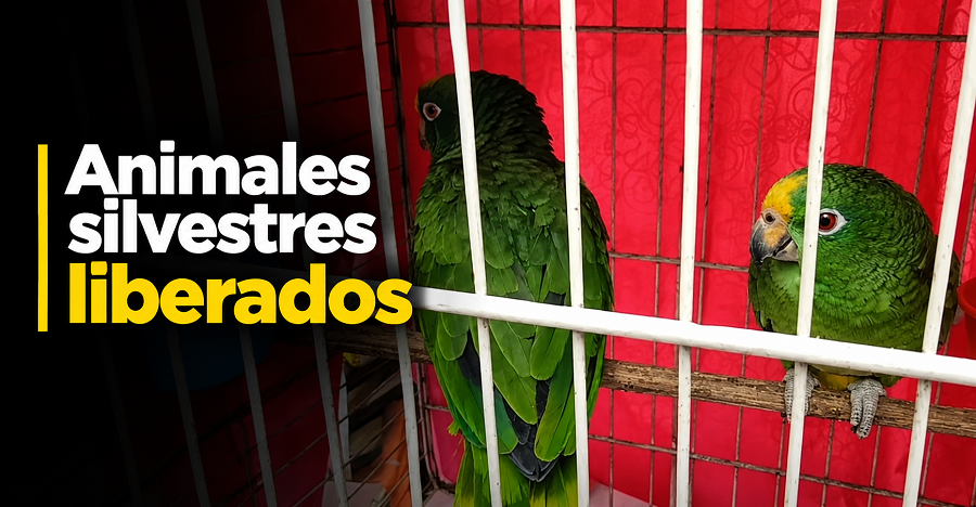 🌿 26 animales silvestres volvieron a la libertad, ¿cómo fue su rescate? + Video