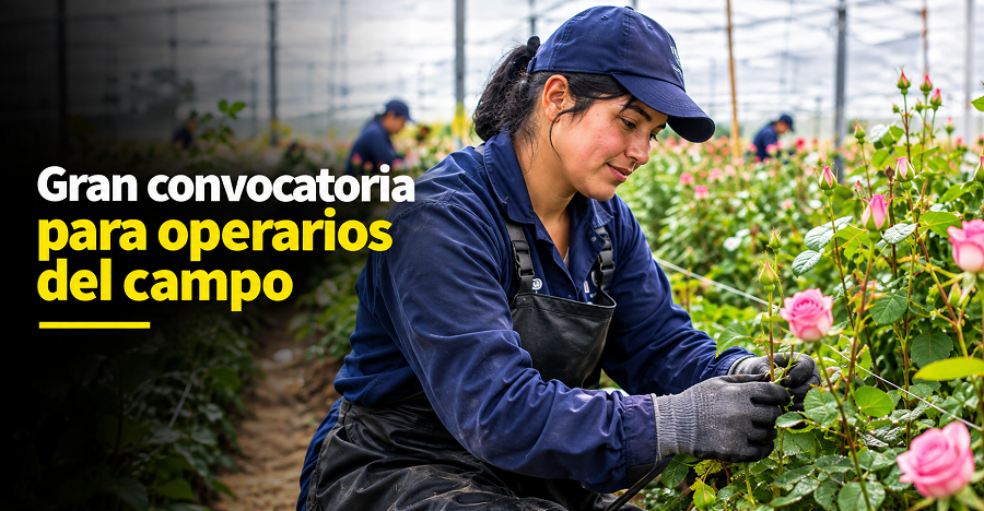 |Gachancipá| abre convocatoria para |operarios de cultivo| y |poscosecha| 💼🌾 ¿Cómo participar?
