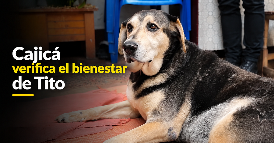 🐾 |Cajicá| verifica el bienestar de |Tito|, ¿cómo avanza su cuidado? + Video