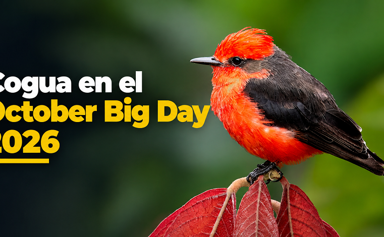 🐦 Cogua se une al October Big Day 2026, ¿cómo participar? + Video