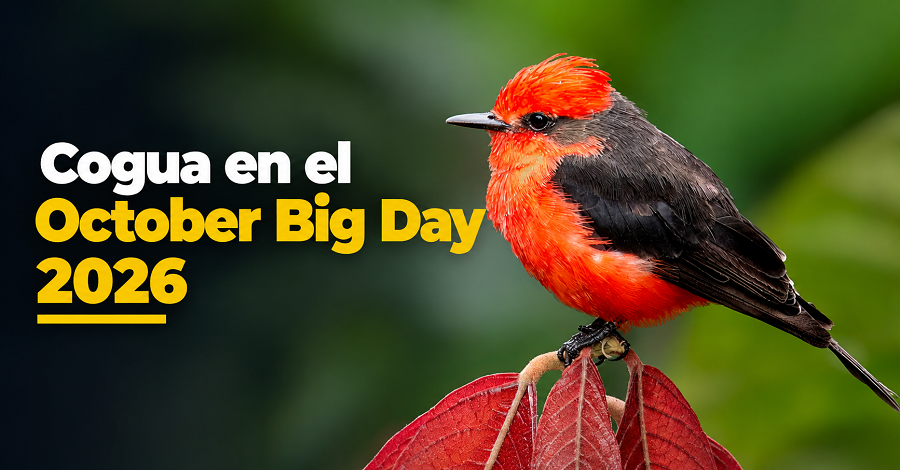 🐦 Cogua se une al October Big Day 2026, ¿cómo participar? + Video