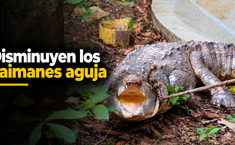 🐊 |CAR| alerta sobre la disminución de |caimanes aguja| en el río Negro, ¿qué revelan los estudios? + Video