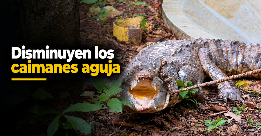 🐊 |CAR| alerta sobre la disminución de |caimanes aguja| en el río Negro, ¿qué revelan los estudios? + Video