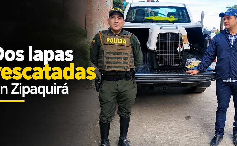 🦜 Rescatan dos lapas en Zipaquirá, ¿cómo ocurrió? + Video