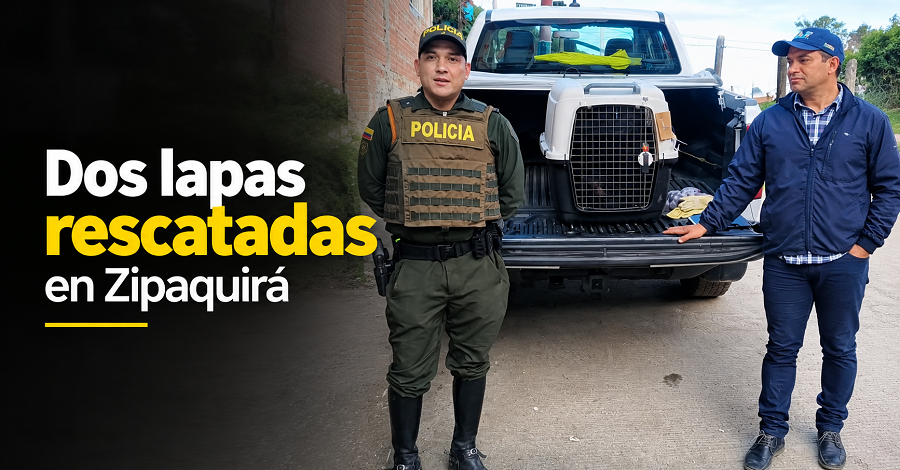 🦜 Rescatan dos lapas en Zipaquirá, ¿cómo ocurrió? + Video