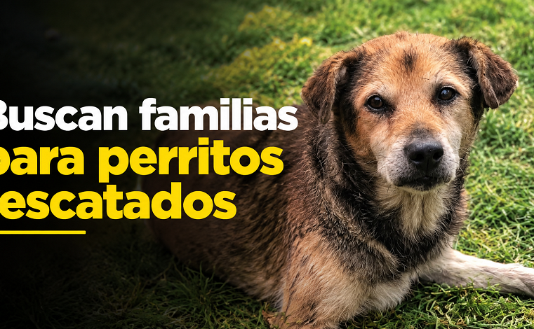🐾 |Tenjo| busca a las familias de varios perros rescatados 🏡 ¿Reconoces a alguno?