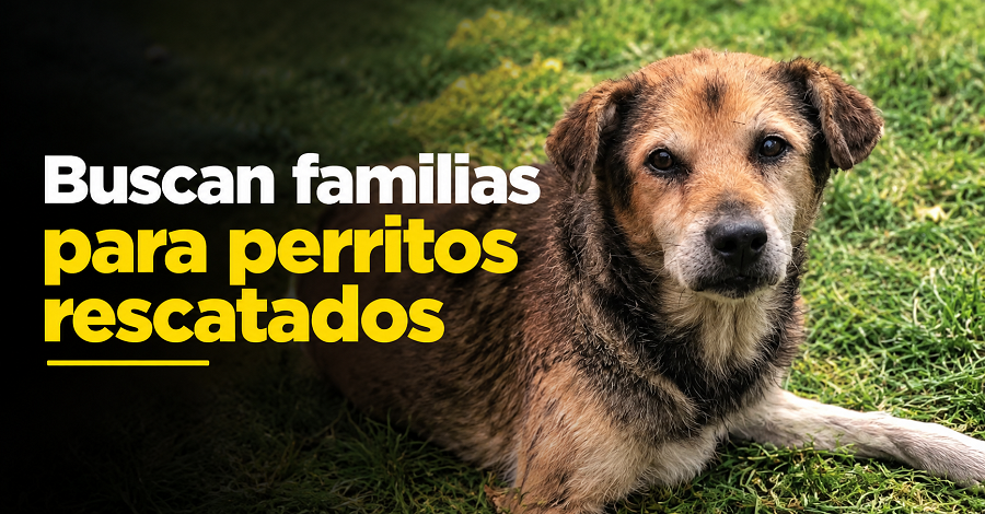 🐾 |Tenjo| busca a las familias de varios perros rescatados 🏡 ¿Reconoces a alguno?