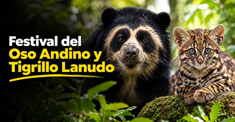 🐻 |Cundinamarca| realizará el primer |Festival del Oso| Andino y el Tigrillo Lanudo, ¿cómo participar?