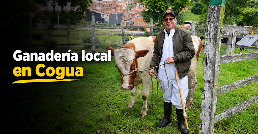 🐄 |Cogua| fortalece su |sector ganadero| con mercado local, ¿qué representa para el campo?