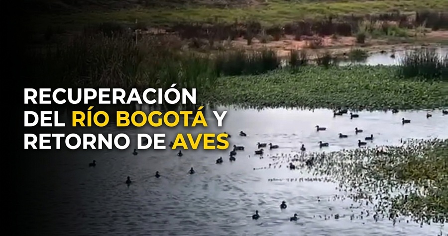 🌿|Río Bogotá| recupera vida y biodiversidad, ¿qué especies están regresando a su cuenca? 🐦 + Video