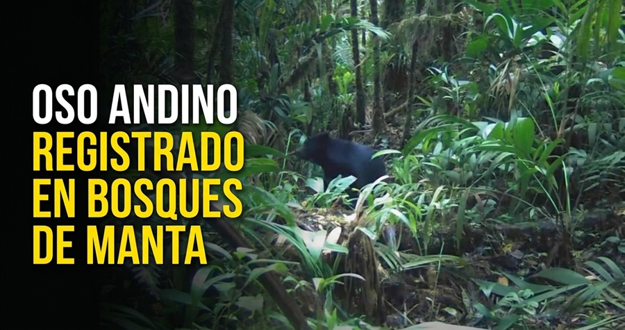 🐻 |Manta| registra el paso de un |oso andino| por sus bosques, ¿cómo proteger esta especie? + Video