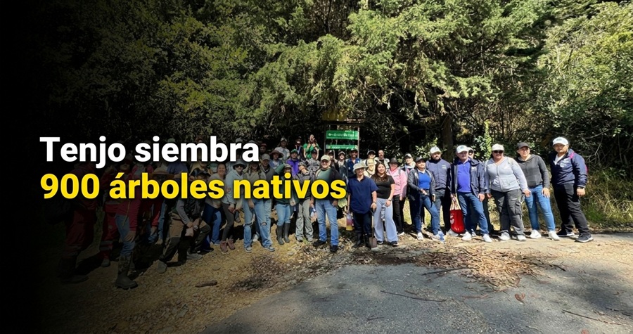 🌳 |Tenjo| sembró 900 |árboles nativos| para proteger el |medio ambiente|, ¿qué especies fueron plantadas?