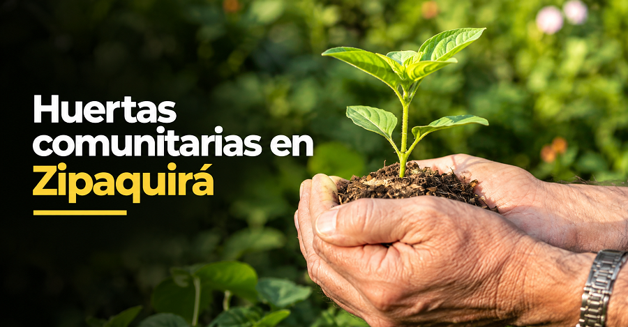🌱 |Zipaquirá| impulsa las |huertas comunitarias|, ¿cómo participar?