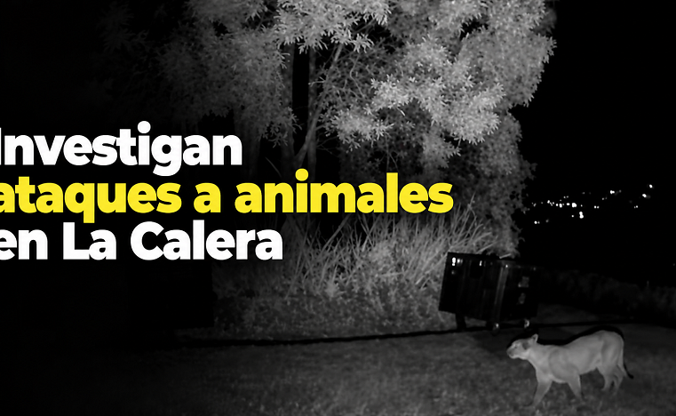 🐾 |La Calera| investiga ataques a animales, ¿fue un puma? + Video