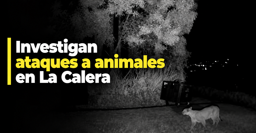 🐾 |La Calera| investiga ataques a animales, ¿fue un puma? + Video
