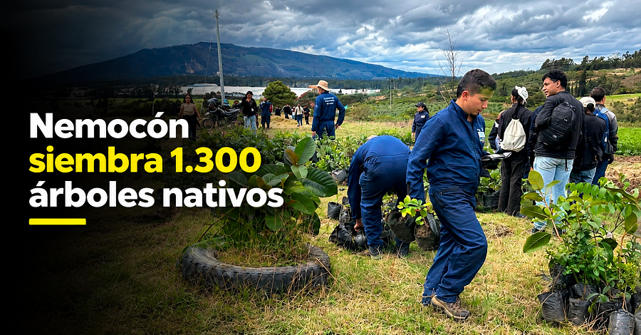 🌳 |Nemocón| siembra 1.300 árboles nativos, ¿cómo avanza la recuperación ambiental?