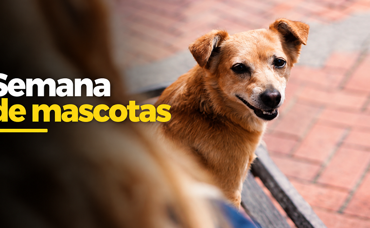 🐾 |Cota| celebra la Semana |Yo Amo a Mi Mascota|, ¿qué actividades habrá? + Video