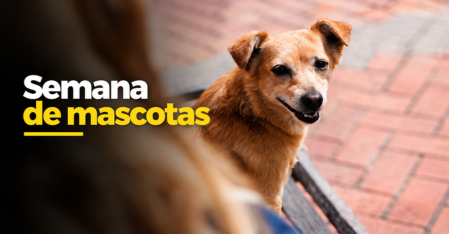 🐾 |Cota| celebra la Semana |Yo Amo a Mi Mascota|, ¿qué actividades habrá? + Video