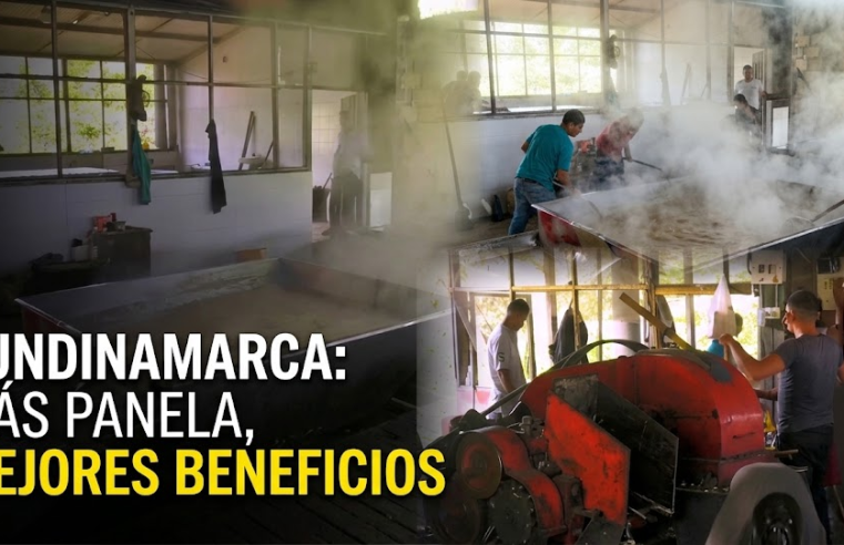 🍯 |Cundinamarca| fortalece producción de |panela|: ¿qué beneficios reciben los productores? + Video