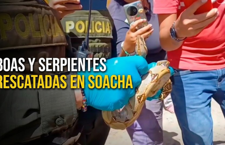 🐍 Rescatan dos |boas| y cinco |serpientes| en |Soacha|: ¿cómo fueron protegidas? + Video